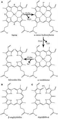From Host Heme To Iron: The Expanding Spectrum of Heme Degrading Enzymes Used by Pathogenic Bacteria